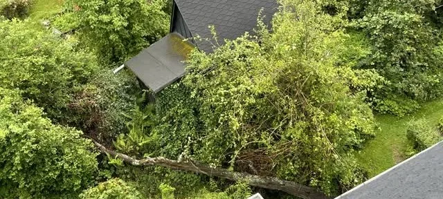 Umgefallener Pflaumenbaum von der Dachluke aus fotografiert