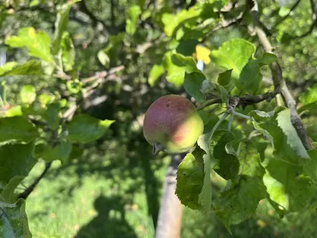 Einzelner kleiner Apfel am Apfelbaum.
