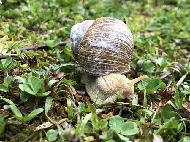 Nahaufnahme einer Weinbergschnecke im Gras