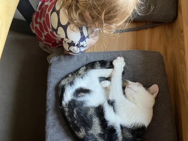 Ein Kind schaut von oben auf eine zusammengerollte, weiß-schwarz gefleckte Katze, die auf einem grauen Stuhl schläft. Die Katze hat die Pfoten vor dem Gesicht und wirkt entspannt.